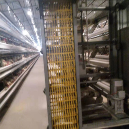 生产自动捡蛋器 清粪器 白鸽喂料机图片 层次养殖机器