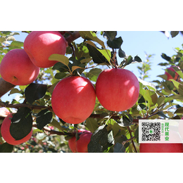 红苹果品种-现代果业神富一号-苹果品种