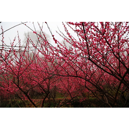 江西梅花苗梅花树梅花基地_骨红*梅介绍 