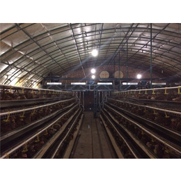 蛋鸡养殖大棚-周口市养殖大棚-华牧养殖设备定做