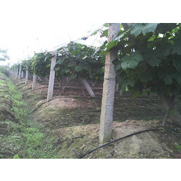 节水灌溉-润农节水灌溉设备-节水灌溉控制器