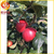 瑞香红苹果树苗-瑞香红苹果树苗价格-乾纳瑞农业(诚信商家)缩略图1