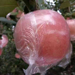 透明苹果套袋-常兴果袋透明苹果套袋-透明苹果套袋供应商