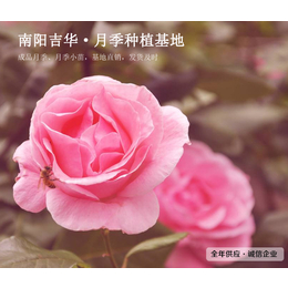 聊城盆栽月季-吉华*朵艳丽(图)-盆栽月季苗