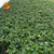 圣诞红草莓苗价格-圣诞红草莓苗-乾纳瑞农业(查看)缩略图1