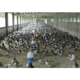 山东中鹏农牧(在线咨询)-河北青年鸽-青年鸽养殖厂家
