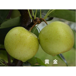 果树茶叶研究所(图)-梨树苗多少钱一棵-仙桃梨树苗