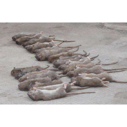 福州灭老鼠产品-福州灭老鼠-福州清道夫环保公司(查看)