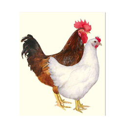 华帅青年鸡*(图)-罗曼灰青年鸡出售-七台河罗曼灰青年鸡