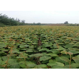 潜江怎样种植猕猴桃产量高货源充足-坤威农业