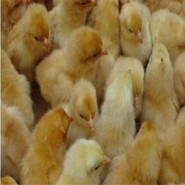 丰盛厂家(图)-养殖场三黄鸡多少钱一只-三黄鸡多少钱一只