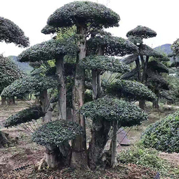 对节白蜡造型树-京山亚太盆景种植-对节白蜡造型树价格