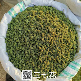 供应三七花 三七花价格 三七花产地