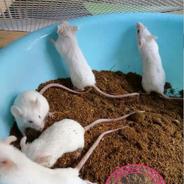 养殖小白鼠*价格-武汉农科大公司(在线咨询)