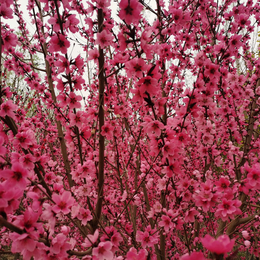 泰安桃花_泰安观赏桃花_泰安红叶碧桃_泰安绿叶碧桃