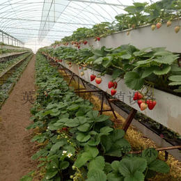 种植槽 草莓立体种植槽 无土栽培槽