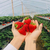 番茄栽培槽 茄子种植槽 草莓立体种植槽缩略图4