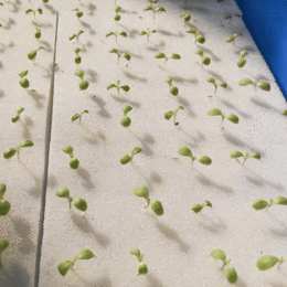 东莞跃阳水培海绵 生物炭仿土种植海绵 蔬菜种植育苗块缩略图