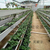 草莓立体栽培槽 蔬菜水培种植槽 英耐尔缩略图3