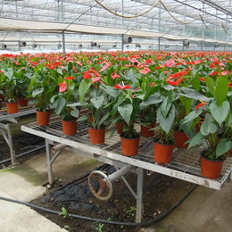 供应花卉温室设备HV-41移动苗床喷灌机
