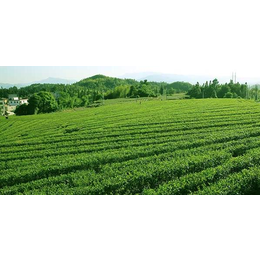 广东绿茶炒青绿茶的鲜叶采摘标准这样的茶叶做出好品质绿茶