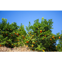果树用什么肥增甜效果好？