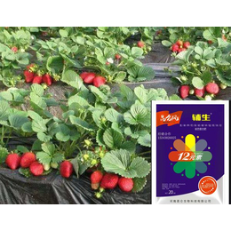 冬季草莓大棚怎么栽培