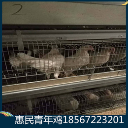 供应平均体重700克以上海兰灰青年鸡 胫长80青年鸡