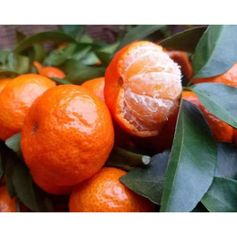 大同南郊区沙糖橘销售 广西沙糖橘代收 
