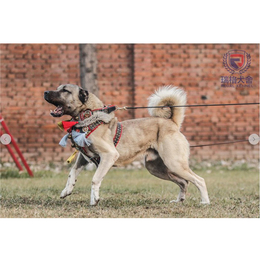 哪里有坎高幼犬-湖南坎高幼犬-北京瑞阁宠物公司