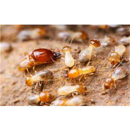 白蚁-新科白蚁防治-灭白蚁药