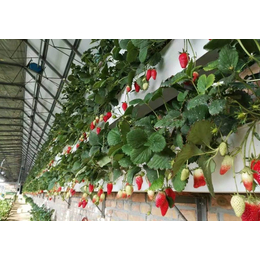 供应杨凌高架草莓种植槽节能环保缩略图
