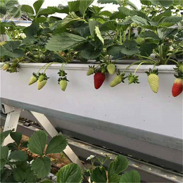 龙华草莓槽定制 立体种植架子厂家生产