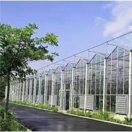 厂家出售  文洛式玻璃温室大棚  日光温室优势缩略图