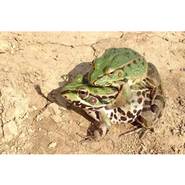 黑斑蛙养殖技术培训-黑斑蛙-半亩田有限责任公司
