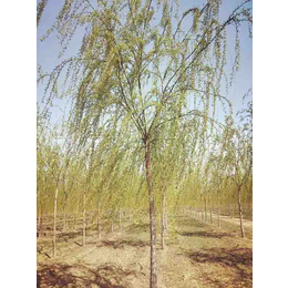 青海柳树基地供应柳树苗 承接绿化树荫工程 8公分垂柳树价格