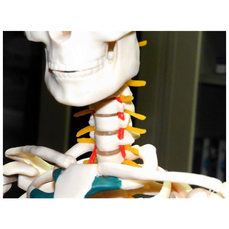 85cm骨骼模型缩略图