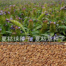 夏枯球种子价格 紫花*种子批发