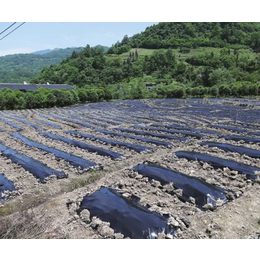 葡萄用银黑地膜出售-贵港葡萄用银黑地膜-茂名生利塑料(查看)