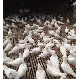 天明肉鸽养殖回收收购-现代化鸽子的养殖技术大全