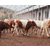 种牛繁育中心-河南种牛繁育-池州畜源牧业公司缩略图1