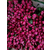 卡罗拉玫瑰苗多少钱-沧源卡罗拉玫瑰苗-红瑞花业玫瑰苗订购缩略图1
