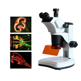 重庆荧光体视显微镜 体视荧光显微镜 LED荧光显微镜 
