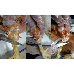 蛋鸡滑液囊支原体多久能好介绍鸡滑液囊支原体的治疗方法支囊净