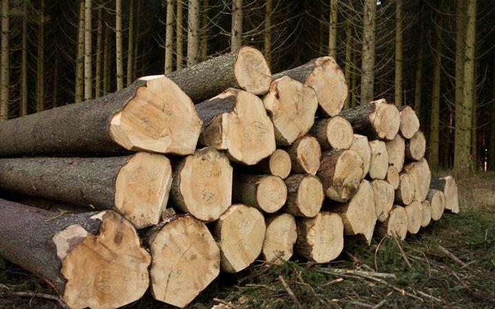 合肥中欧班列开辟新线路 俄罗斯精品木材直达中国长三角市场