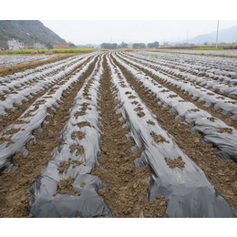 农用银黑地膜采购-茂名生利塑料(在线咨询)-阳江农用银黑地膜