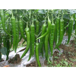  长沙学校食堂食材供应商 湖南蔬永农产品 蔬永配送---青椒