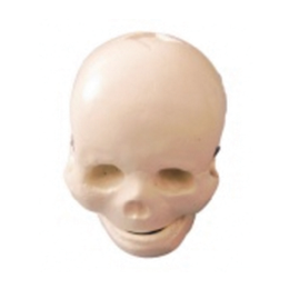 婴儿头骨模型BIX-A1008