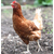 鸡蛋价格上涨鹤壁惠民禽业70天海兰褐青年鸡价格上调1元缩略图3
