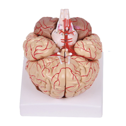 脑解剖附脑动脉和分布模型